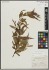 Foto von Salix alba L. x Salix fragilis L.